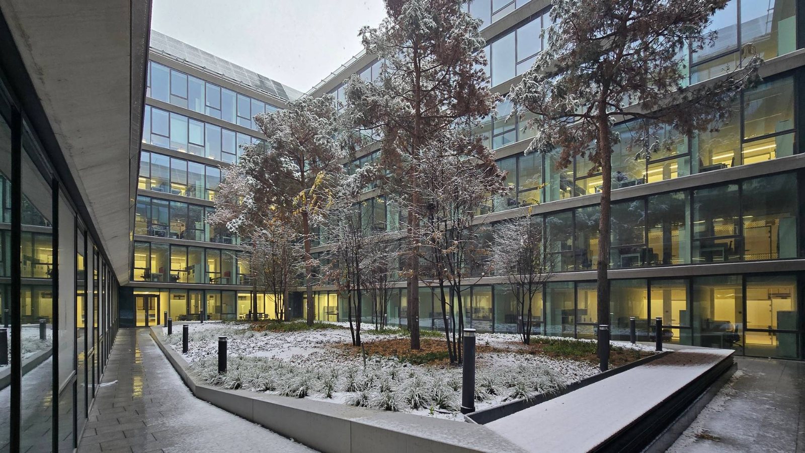 Planted inner courtyard in winter snow: pines and shrubs, glazed office facades with lit offices all around